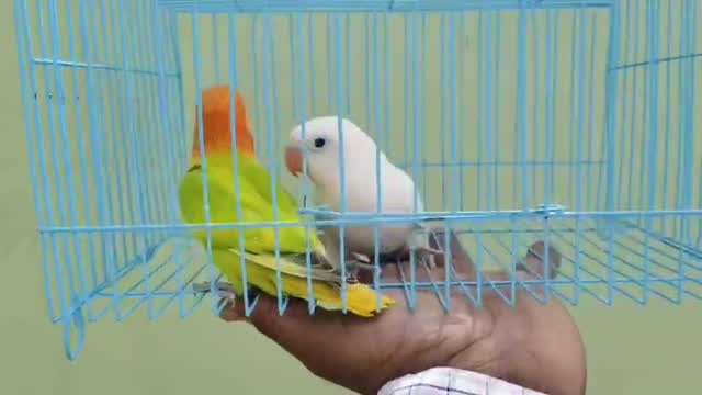 African Love Birds, farm video