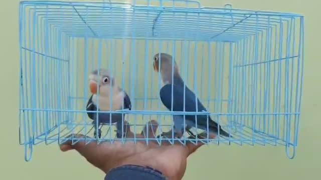 African Love Birds, farm video