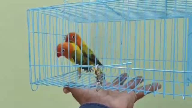 African Love Birds, farm video
