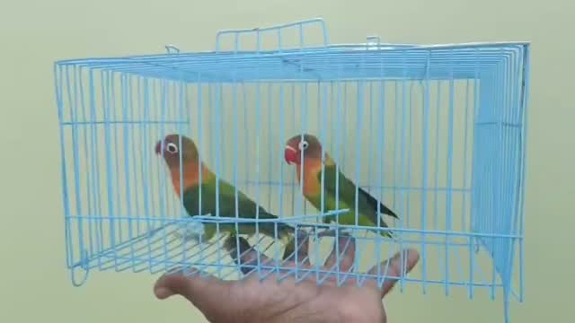 African Love Birds, farm video