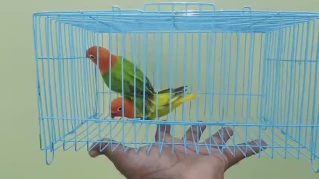 African Love Birds, farm video