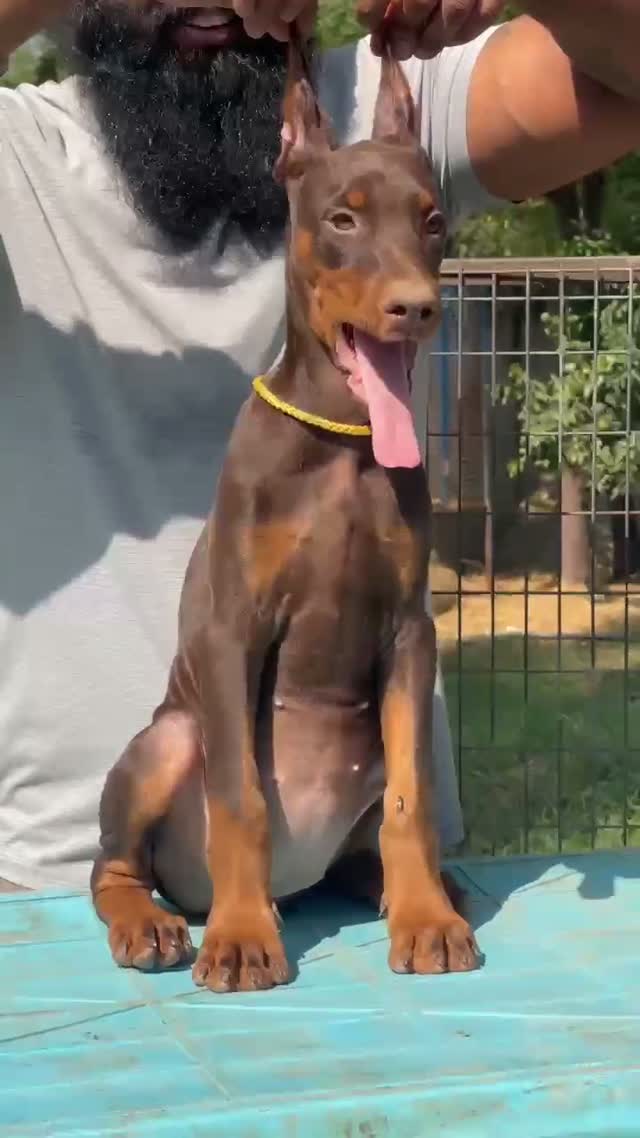 European Doberman Puppy, farm video