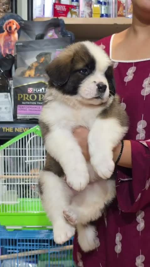 Saint Bernard Puppy, farm video