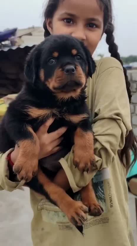 Rottweiler Puppy, farm video