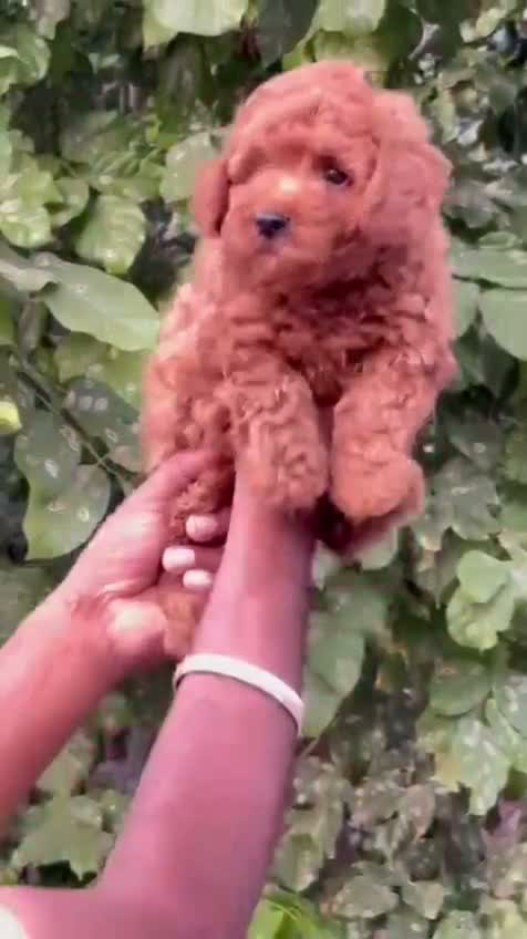 Toy Poodle Puppy, farm video