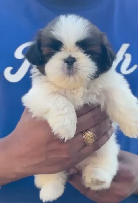 Shih Tzu | Black Color, farm video