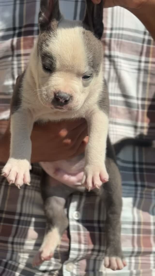 American Bully Pocket Size Puppy, farm video