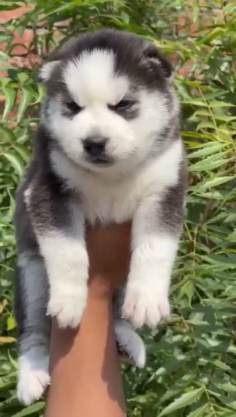 Siberian Husky Puppy | Black & White Color, farm video