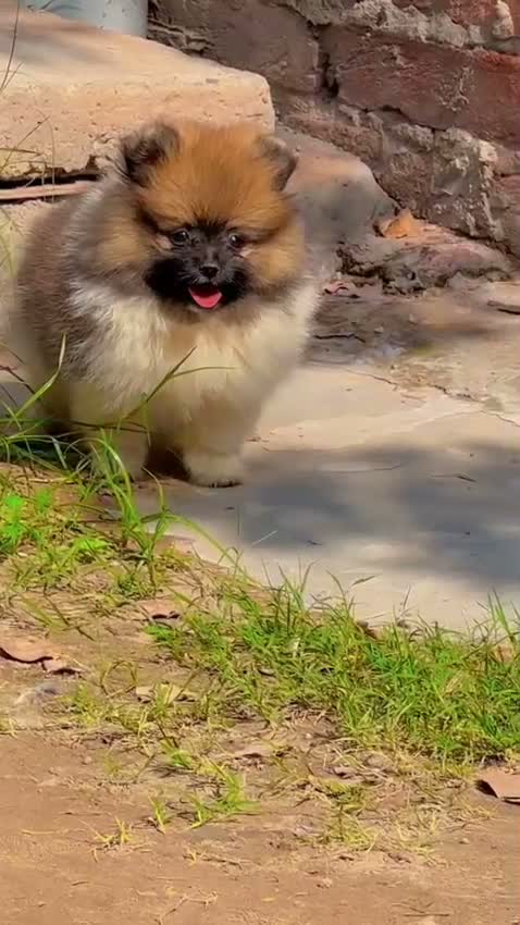 Toy Poodle Puppy, farm video