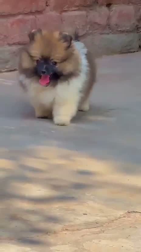 Toy Poodle Puppy, farm video