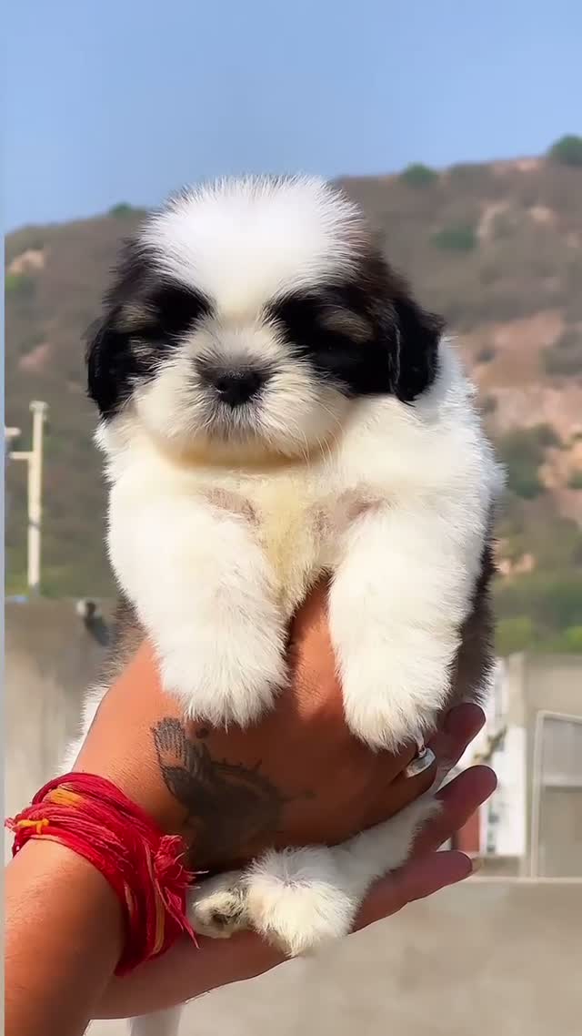 Shih Tzu | Black Color, farm video