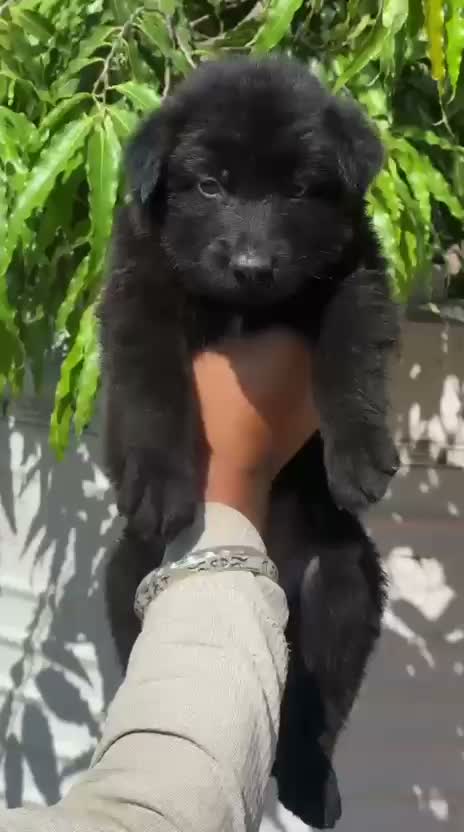 German Shepherd Puppy, farm video
