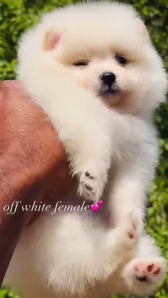 Toy Poodle Puppy, farm video