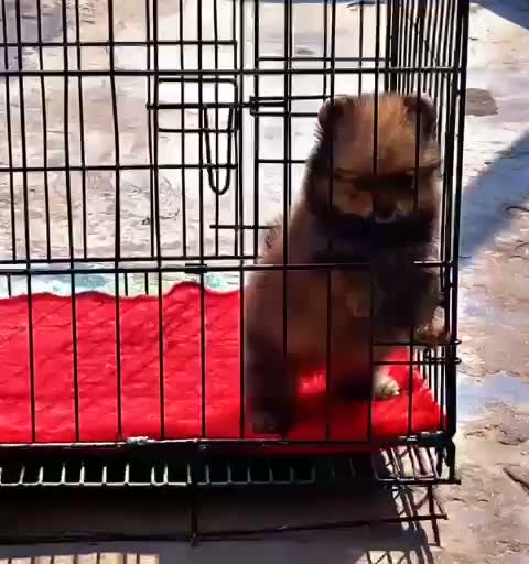 Toy Poodle Puppy, farm video
