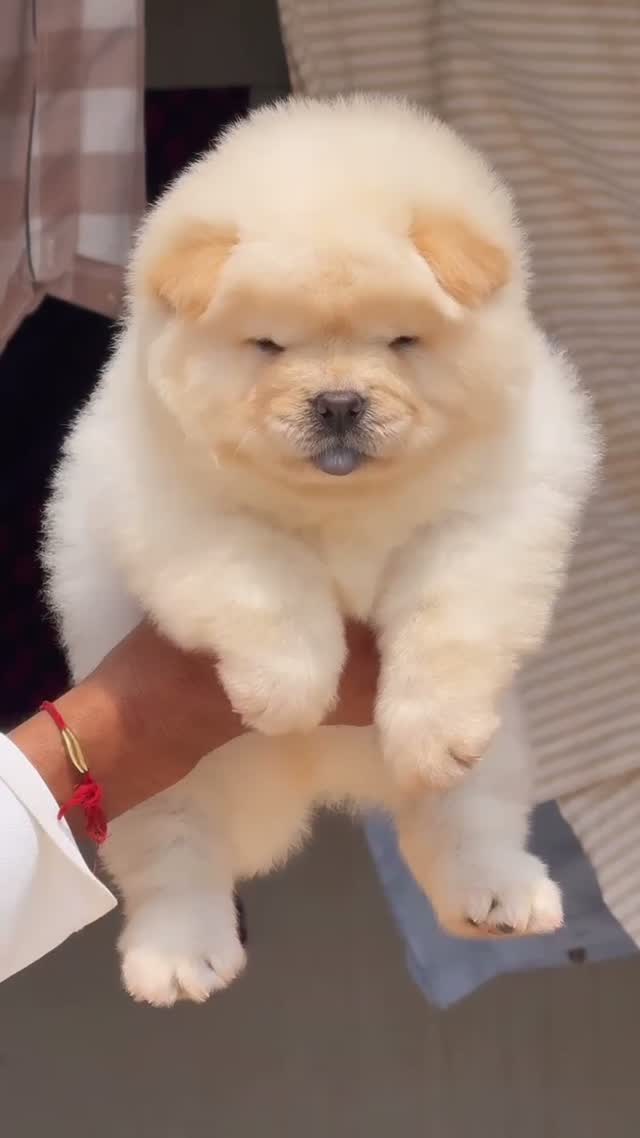 Chow Chow Puppies, farm video