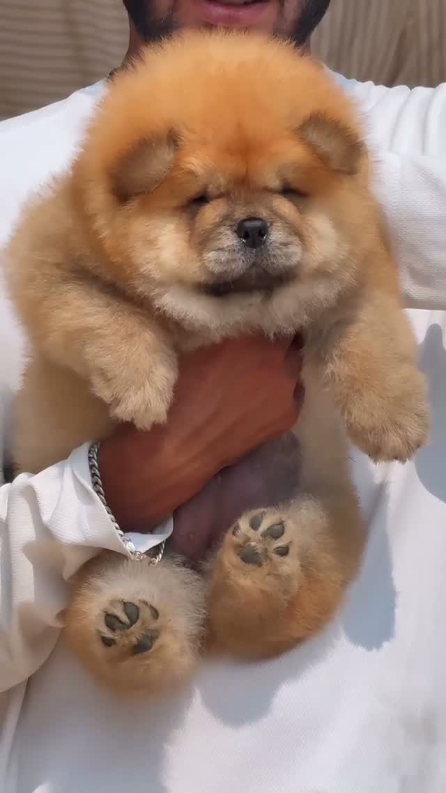 Chow Chow Puppies, farm video