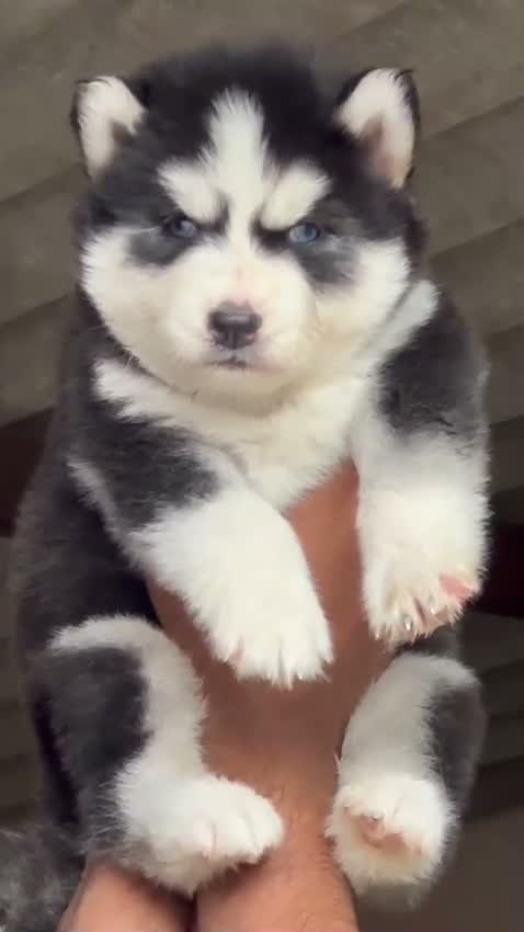 Siberian Husky Puppy | Black & White Color, farm video