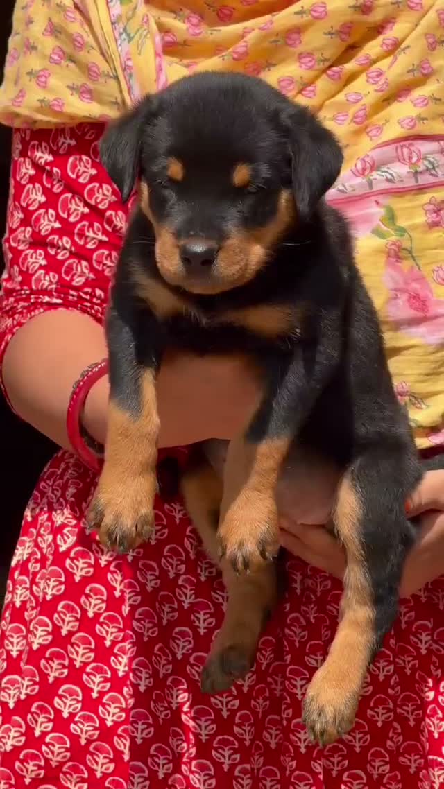Rottweiler Puppy, farm video