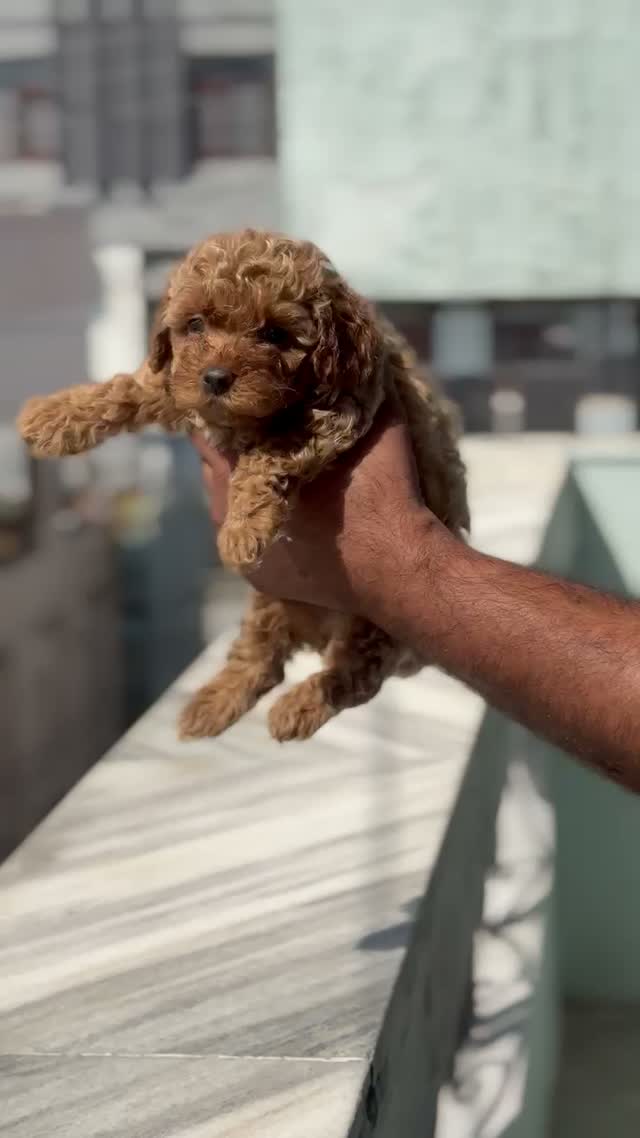 Toy Poodle Puppy, farm video