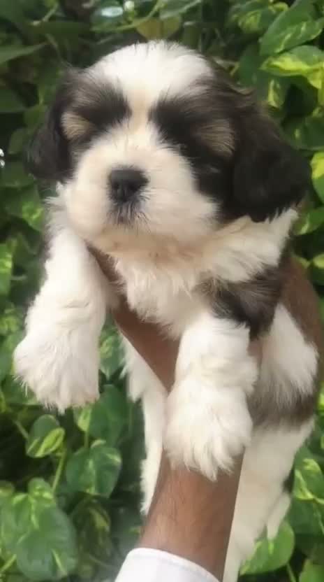 Shih Tzu | Black Color, farm video