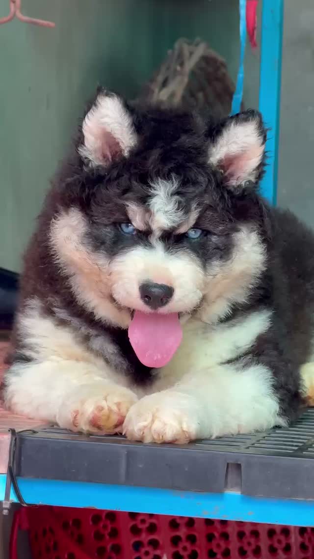 Siberian Husky Puppy | Black & White Color, farm video