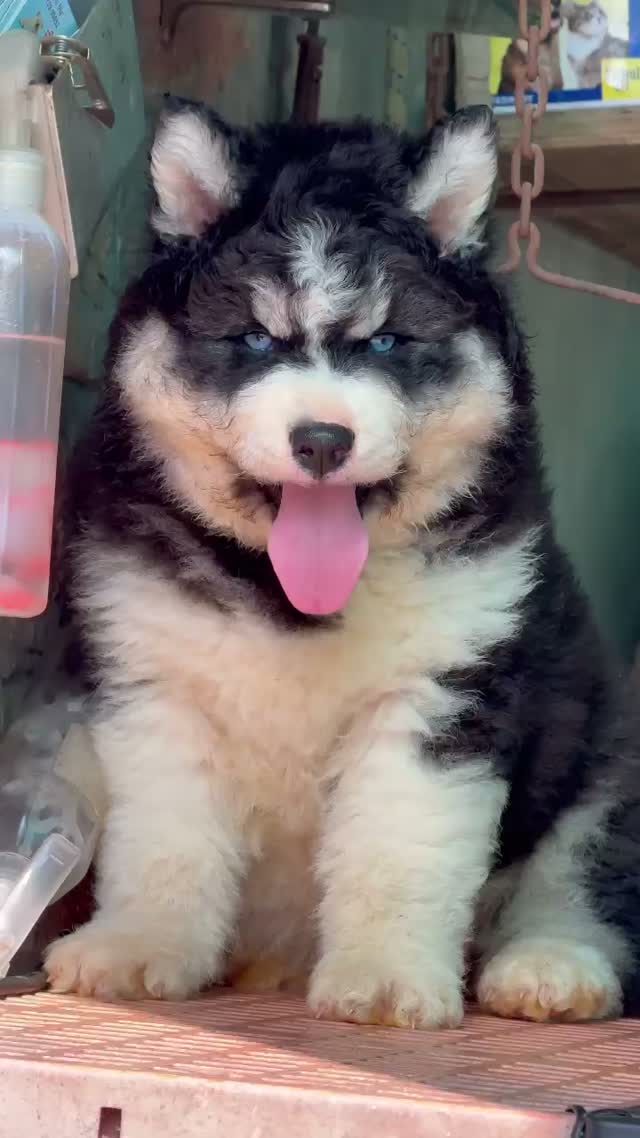 Siberian Husky Puppy | Black & White Color, farm video