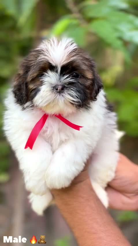 Shih Tzu | Black Color, farm video