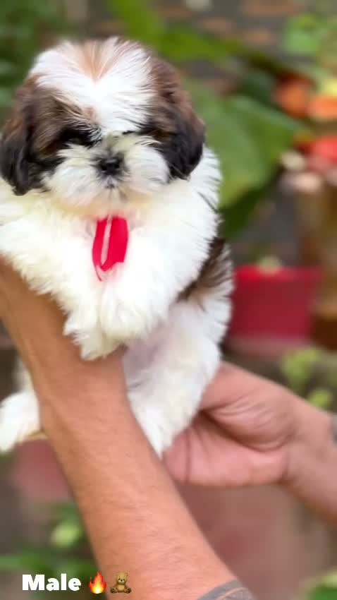 Shih Tzu | Black Color, farm video
