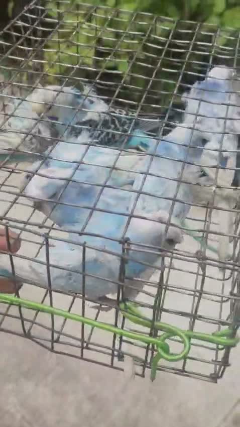 Helicopter Budgies, farm video