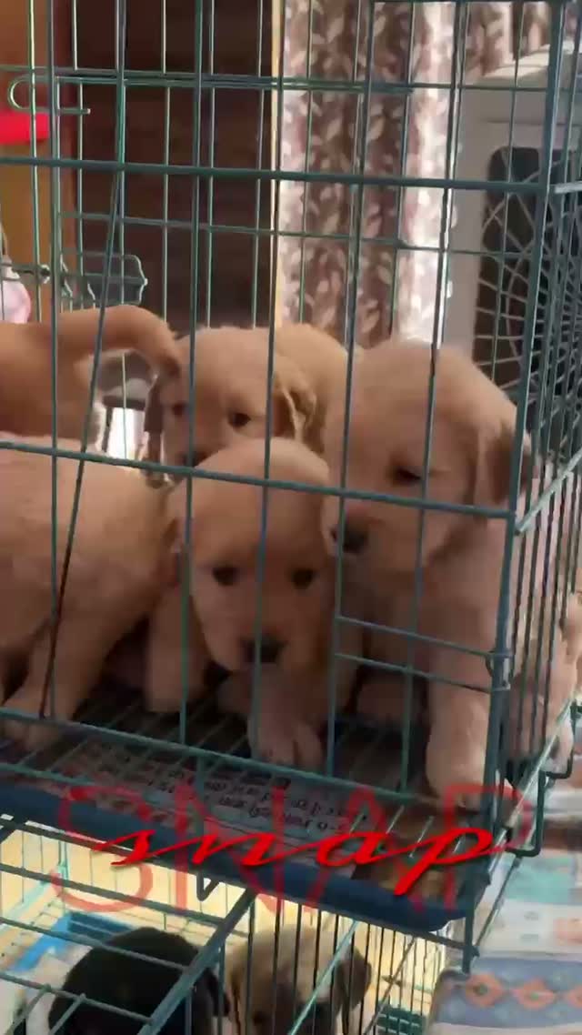 Culture Pom Puppy, farm video