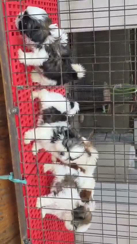 Shih Tzu | Black Color, farm video
