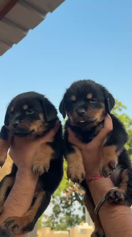 Rottweiler Puppy, farm video