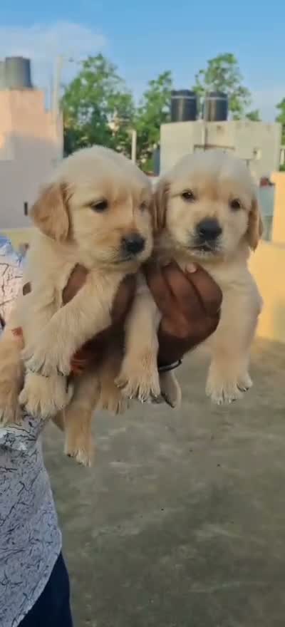 Golden Retriever, farm video