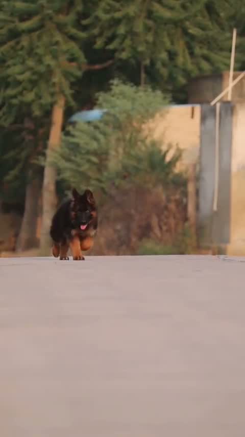 German Shepherd Puppy, farm video