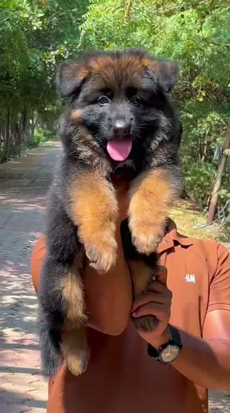German Shepherd Puppy, farm video