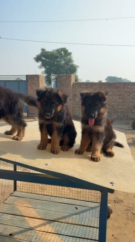 German Shepherd Puppy, farm video