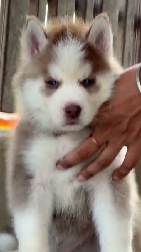 Siberian Husky Puppy | Black & White Color, farm video