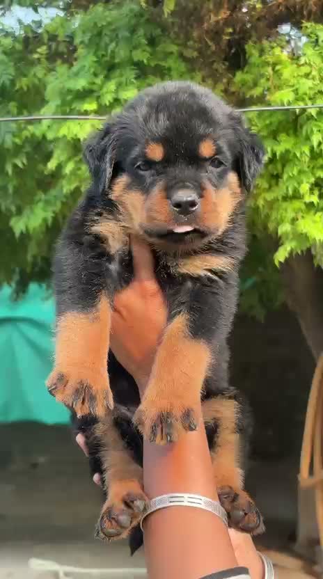 Rottweiler Puppy, farm video