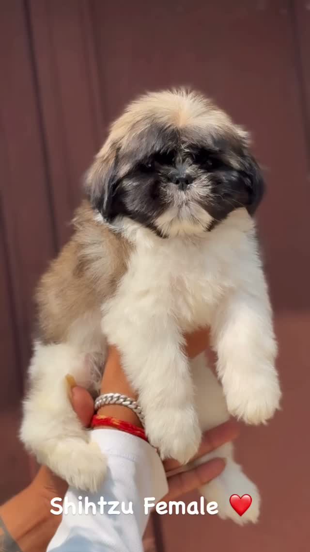 Shih Tzu | Black Color, farm video