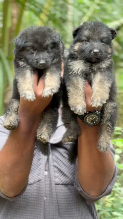 German Shepherd Puppy, farm video