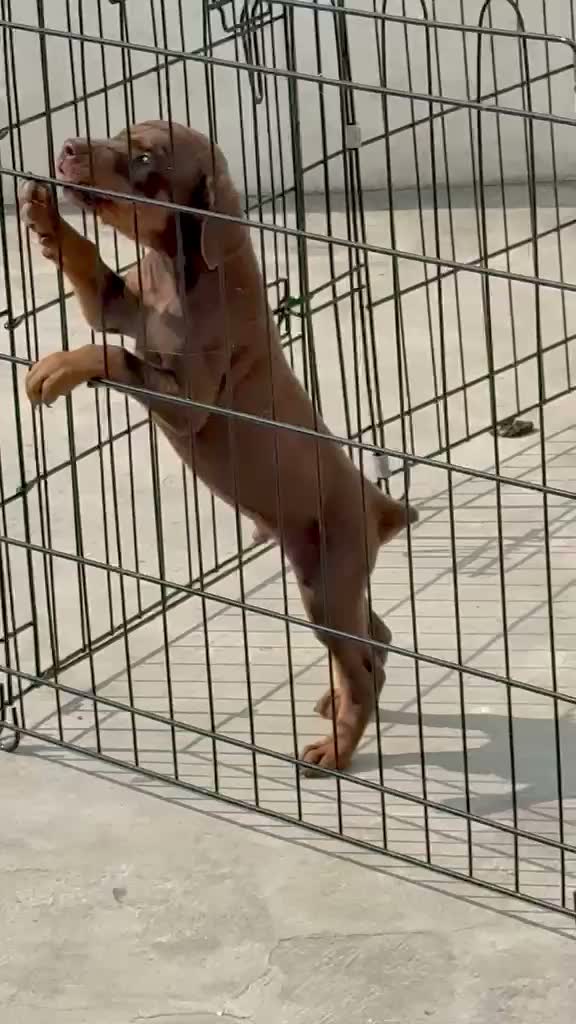 Doberman Pinscher Puppy, farm video