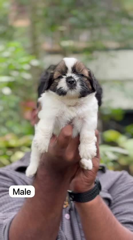 Shih Tzu | Black Color, farm video