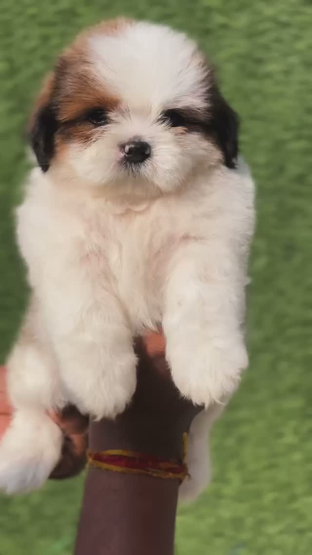 Shih Tzu | Black Color, farm video