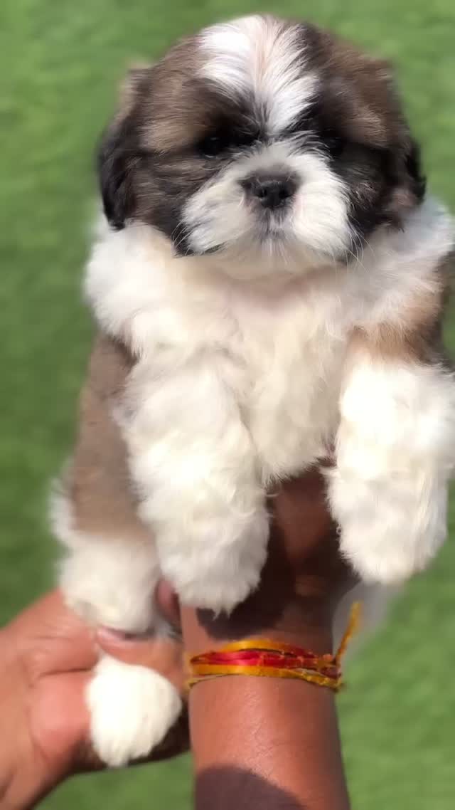 Shih Tzu | Black Color, farm video