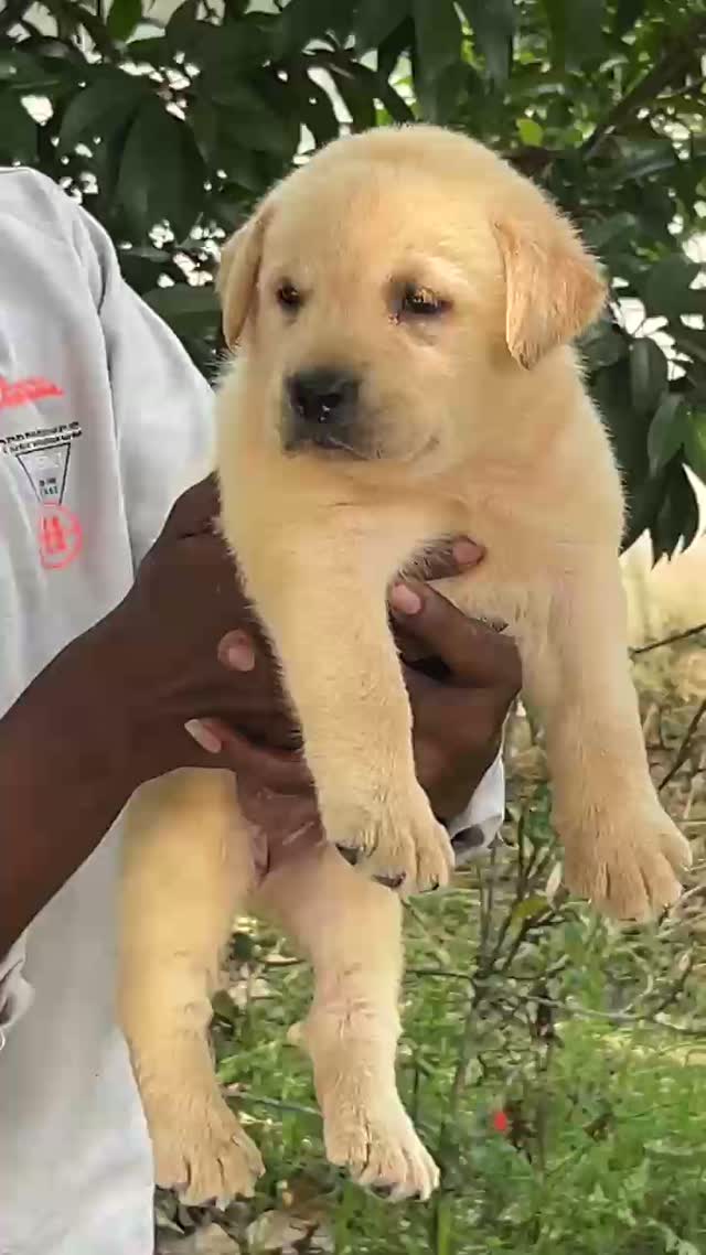 Beagle Black & Tan Puppy, farm video