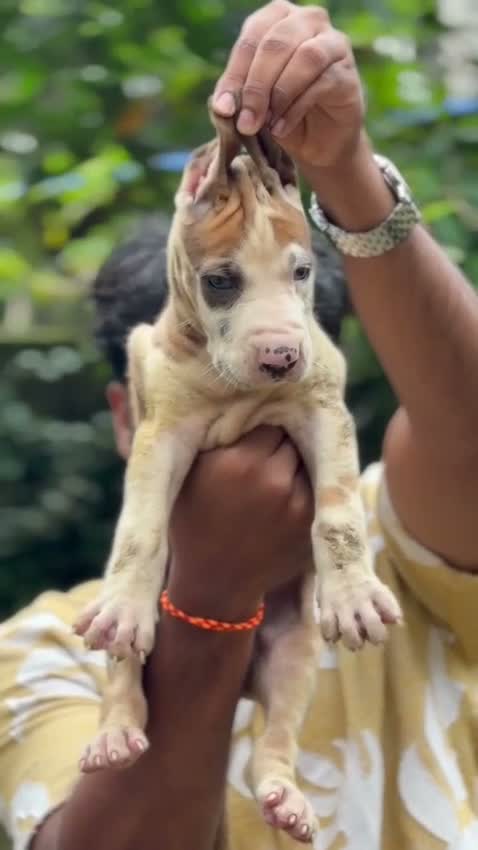 Great Dane Puppy, farm video