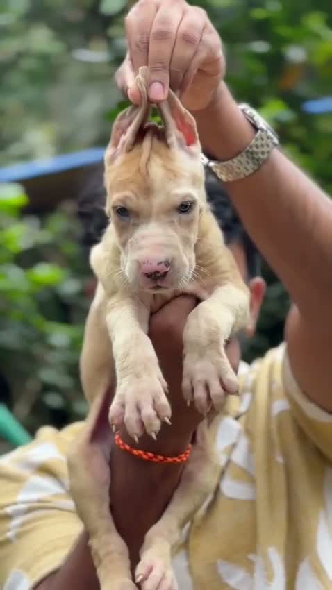 Great Dane Puppy, farm video
