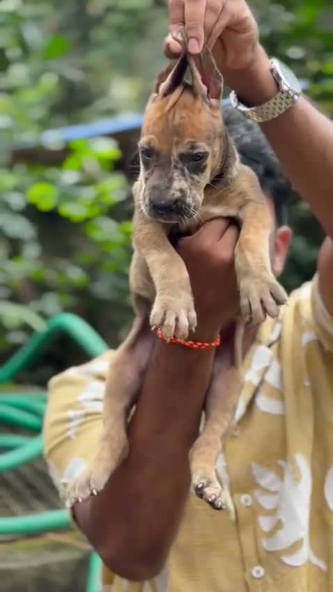 Great Dane Puppy, farm video