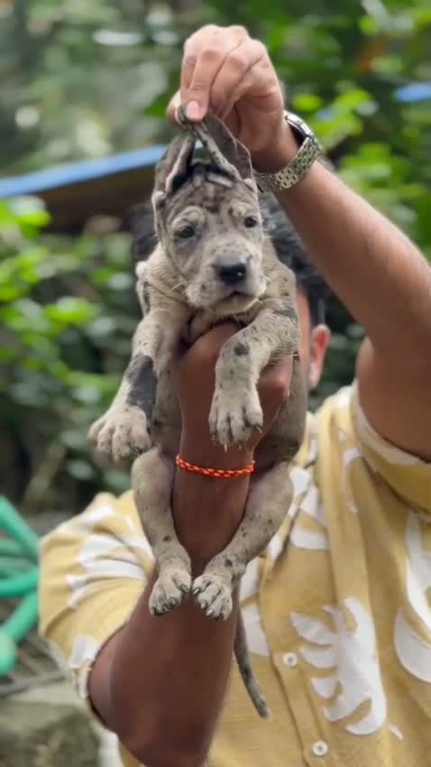 Great Dane Puppy, farm video