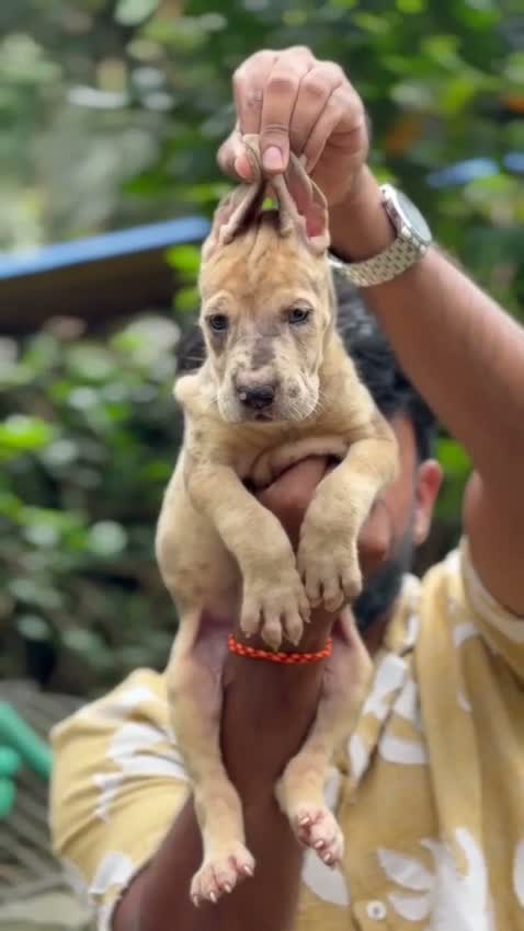 Great Dane Puppy, farm video